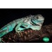 Iguana azul - Blue (pequeñas)